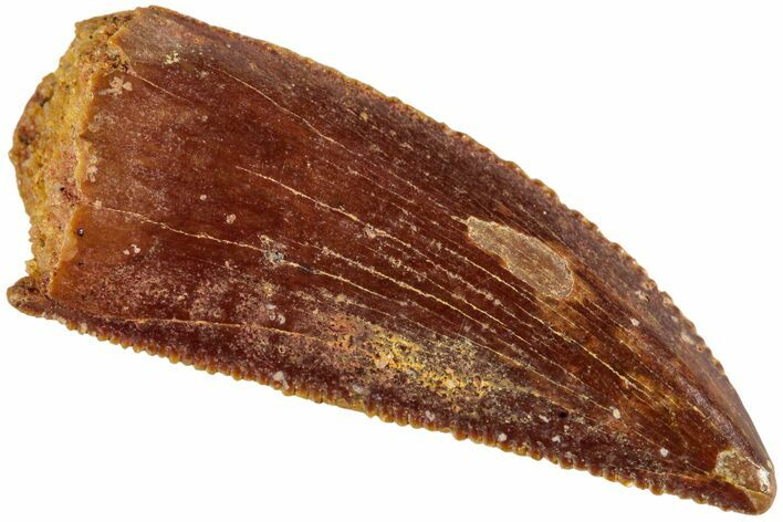 Serrated, Raptor Tooth - Real Dinosaur Tooth #233031